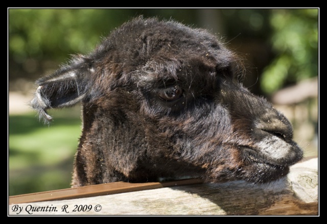 Zoo d'Amnéville Dsc_0513