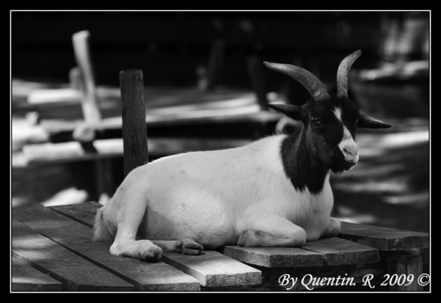 Zoo d'Amnéville Dsc_0514