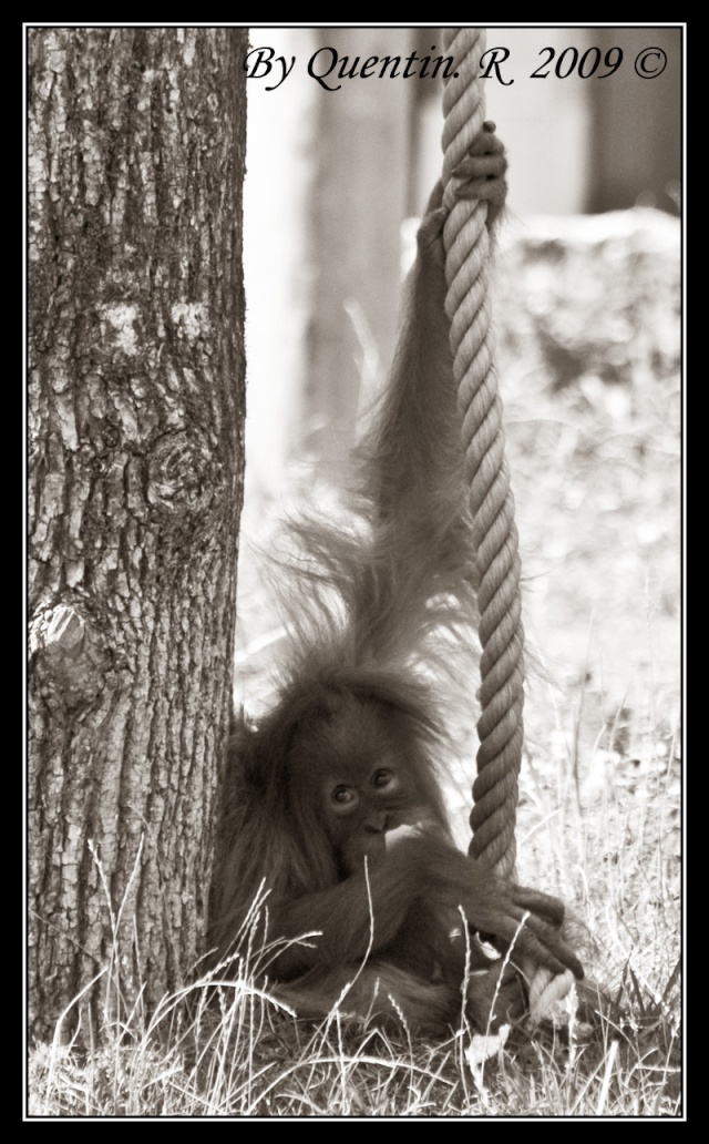 Zoo d'Amnéville Dsc_0519