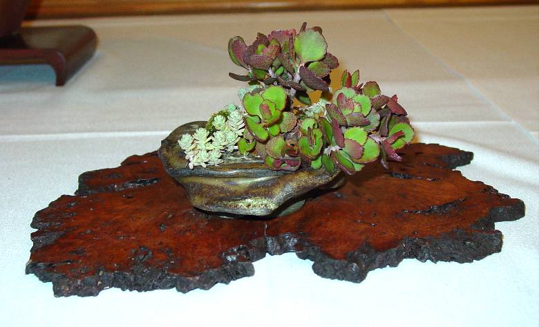 To be Exhibited at the Bonsai Societies of Florida R_kemp10