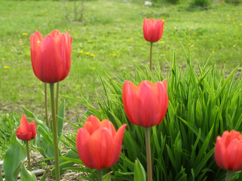 tulipes Salvatore Adamo P5020011