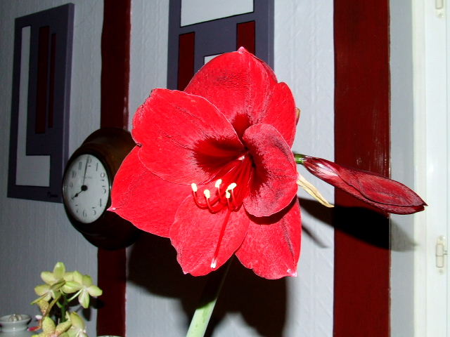 Amaryllis royal red 2010_011