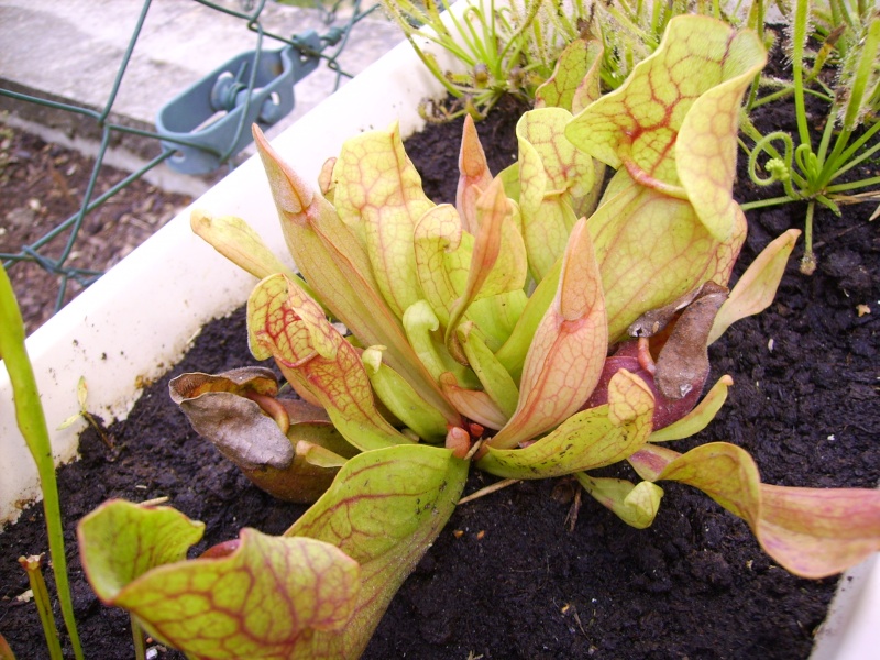 Sarracenia purpurea Sarace10