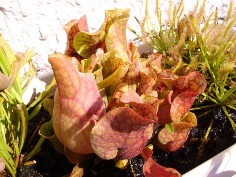 Sarracenia purpurea Sarrac10