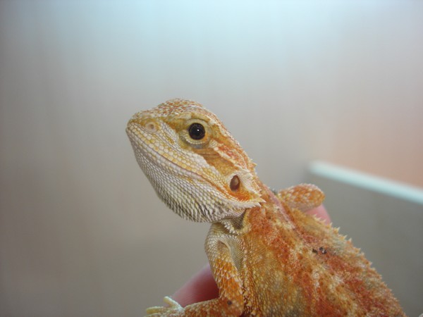 pogona trop bizarre  :) Pogo_310