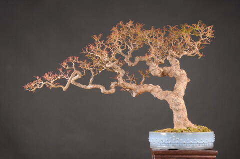 Chinese Pistachio Bonsai Tree: Cultivating Miniature Elegance