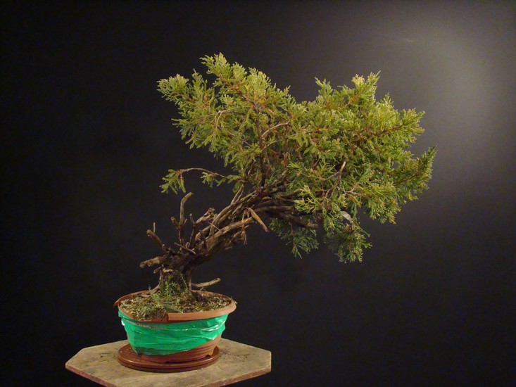 Juniperus chinensis -  2005 "Small" 110