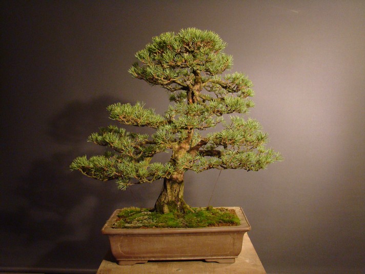Pinus sylvestris 2003 - restyling 1110