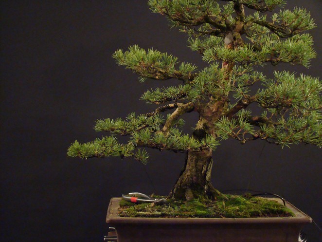 Pinus sylvestris 2003 - restyling 11_210
