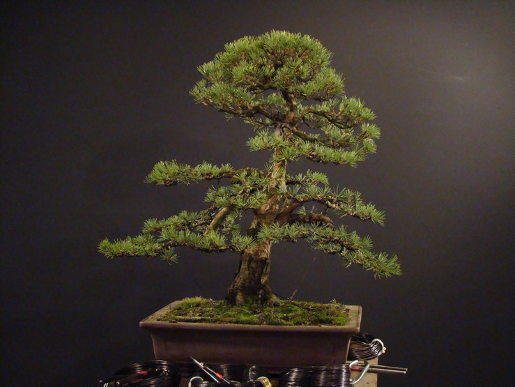 Pinus sylvestris 2003 - restyling 11_310