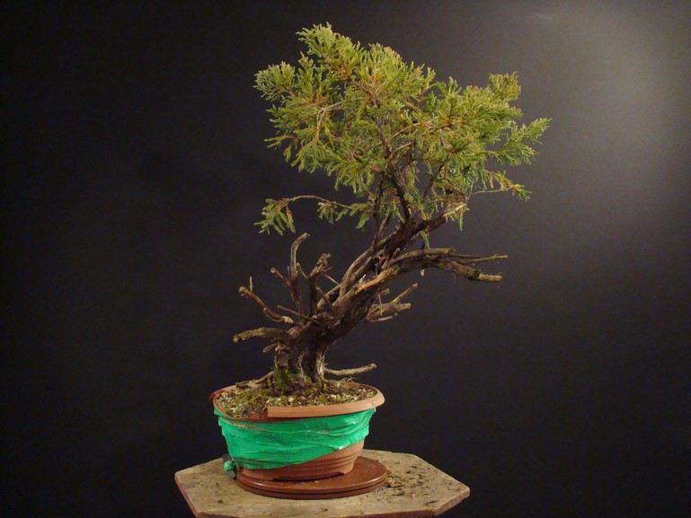 Juniperus chinensis -  2005 "Small" 1_110