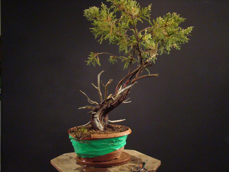 Juniperus chinensis -  2005 "Small" 1_210