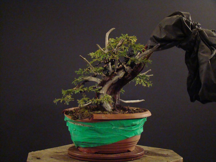 Juniperus chinensis -  2005 "Small" 1_310