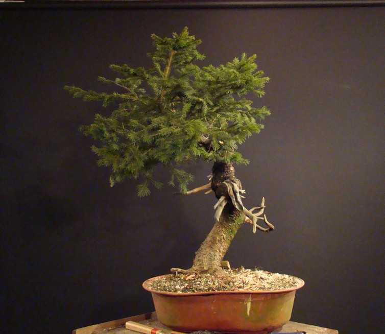 Picea abies yamadori- first styling  (owner - my cllient) Abn_1310