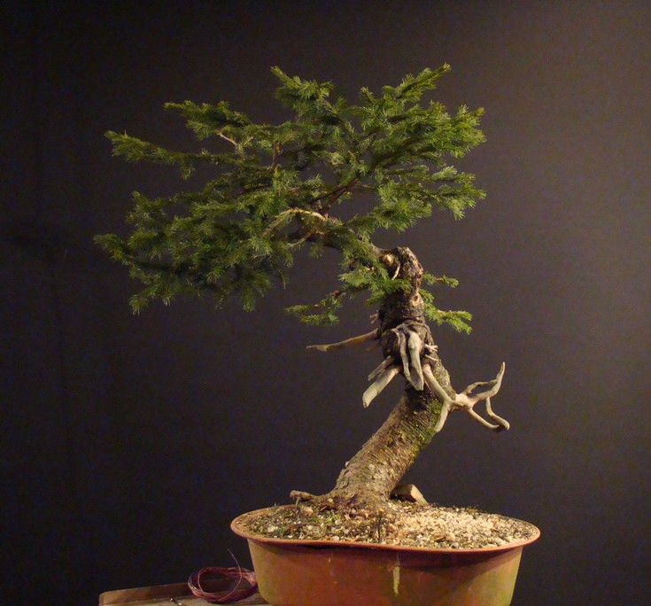 Picea abies yamadori- first styling  (owner - my cllient) Abn_1410