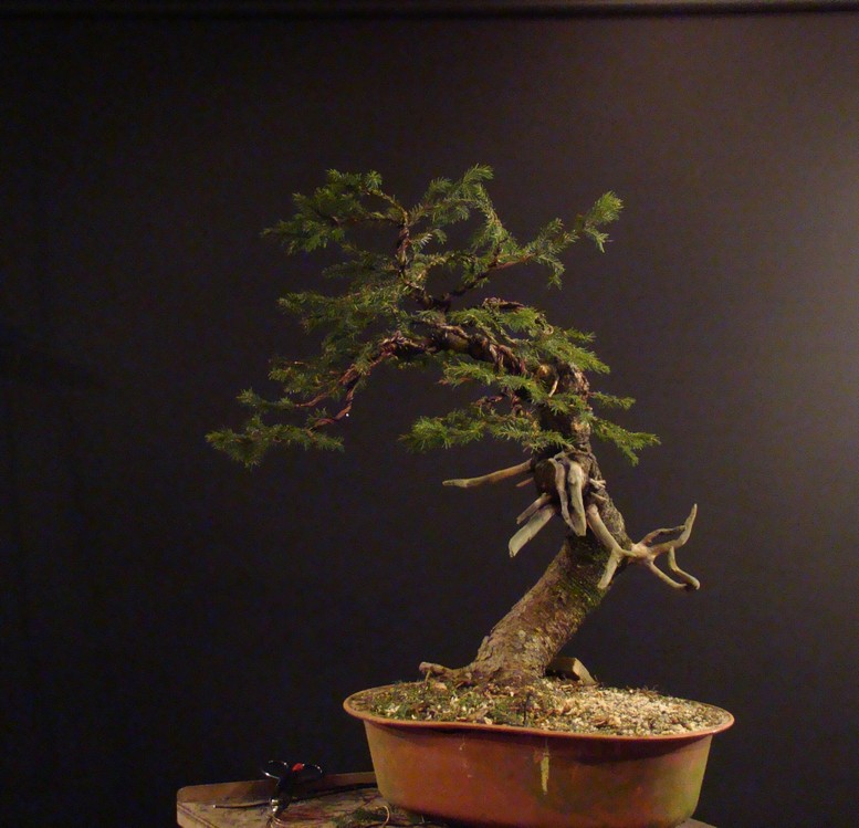 Picea abies yamadori- first styling (owner - my cllient) Abn_1510