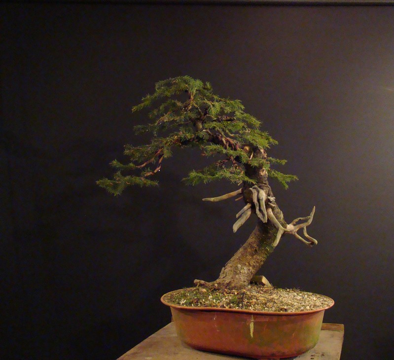 Picea abies yamadori- first styling  (owner - my cllient) Abn_1910