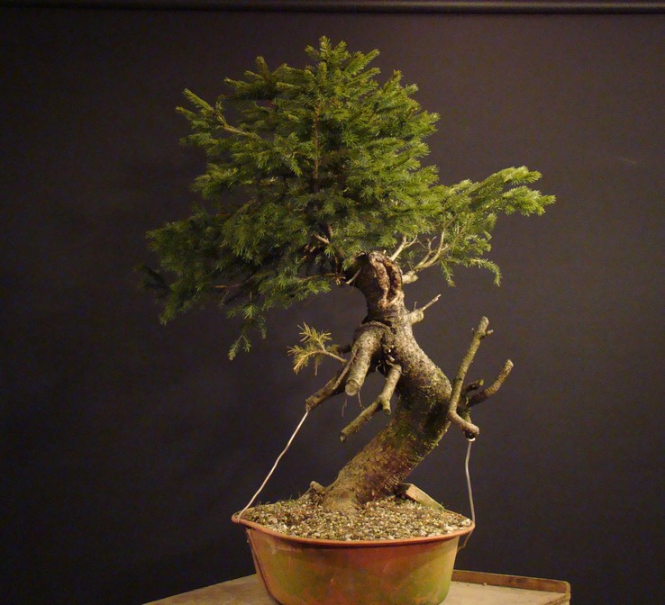 Picea abies yamadori- first styling (owner - my cllient) Abn_210