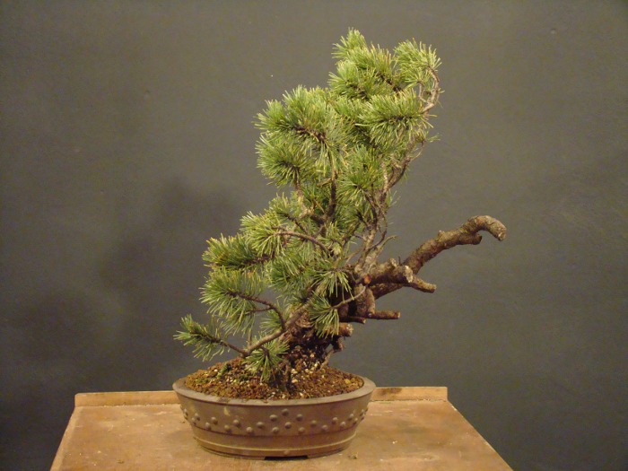 Small Pinus mugo D_02410