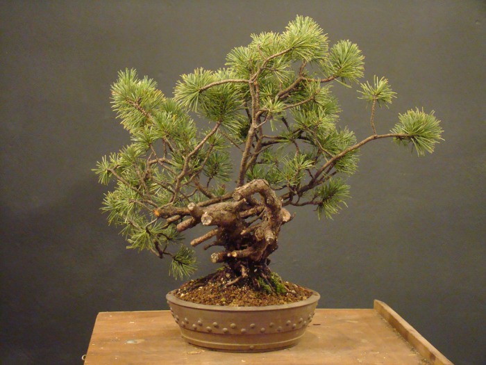 Small Pinus mugo D_02510
