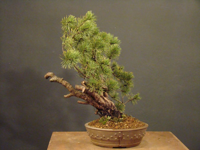 Small Pinus mugo D_02610