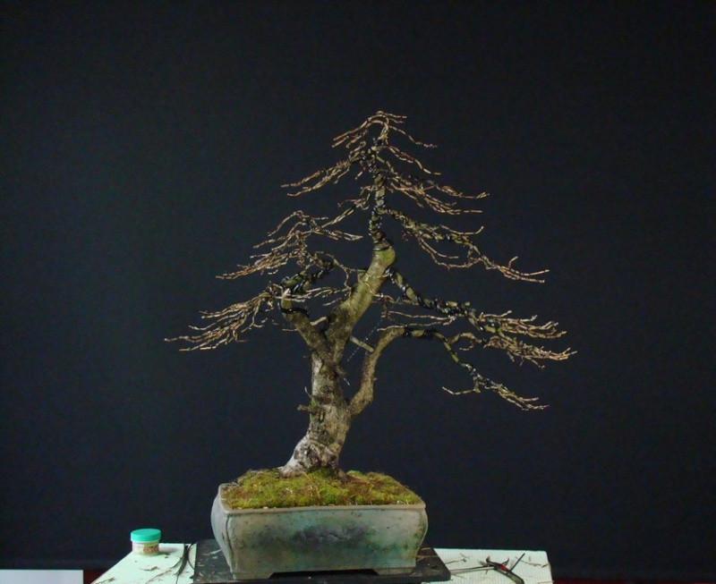 Larch yamadori -( owner Mirek ) Dm_511