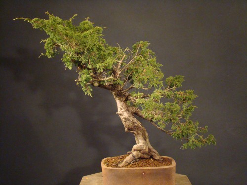 Juniperus chinensis "Itoigawa" - 2008 Dsc_1011