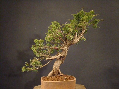 Juniperus chinensis "Itoigawa" - 2008 Dsc_1012
