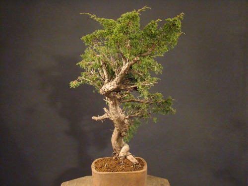 Juniperus chinensis "Itoigawa" - 2008 Dsc_1013