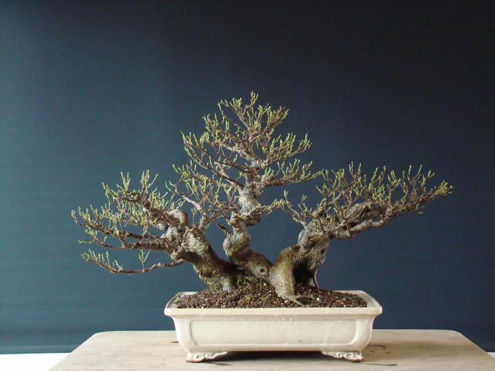 Ficus retusa 2006 - restyl. 2010 F10