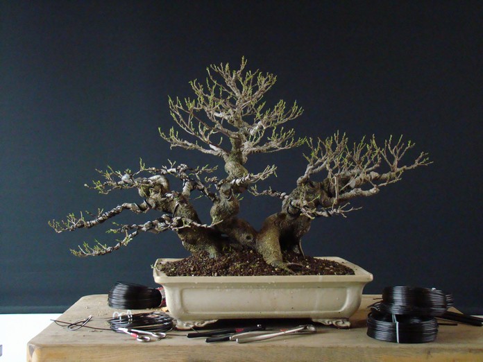 Ficus retusa 2006 - restyl. 2010 F_1010