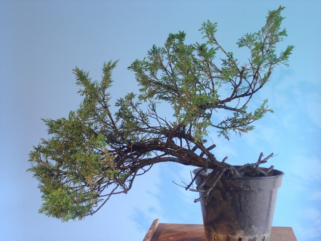 Juniperus chinensis - garden yamadori 2005 Guz_110