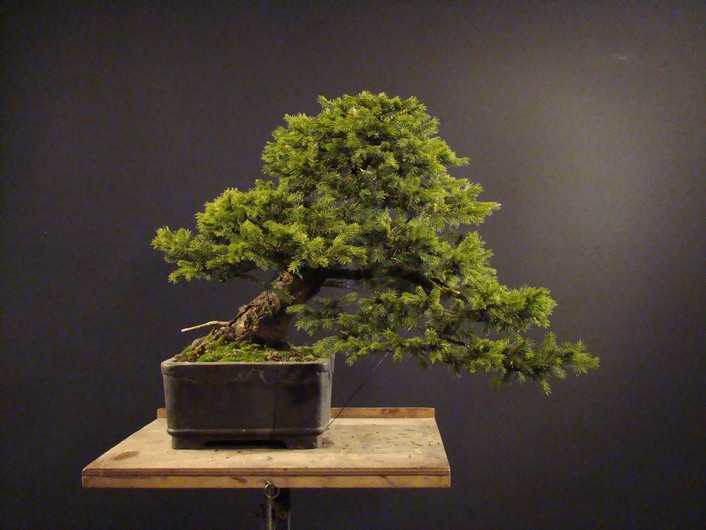 Picea abies 2002 - yamadori "LOGO" H_211
