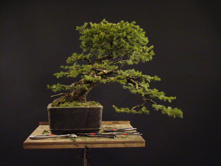 Picea abies 2002 - yamadori "LOGO" H_411