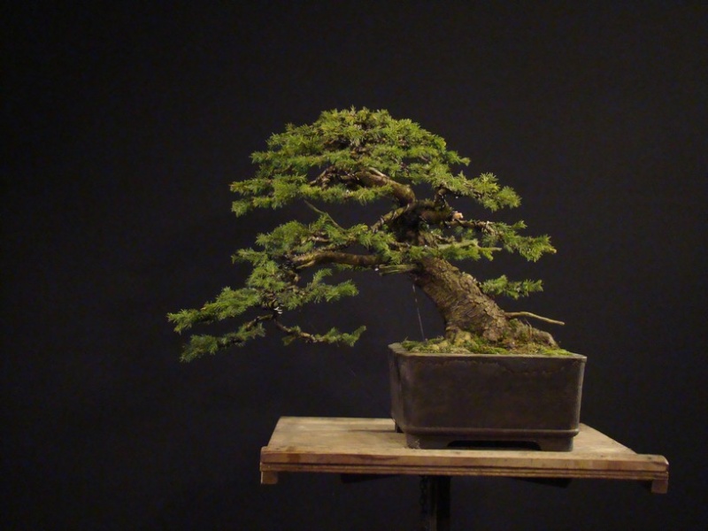 Picea abies 2002 - yamadori "LOGO" H_510