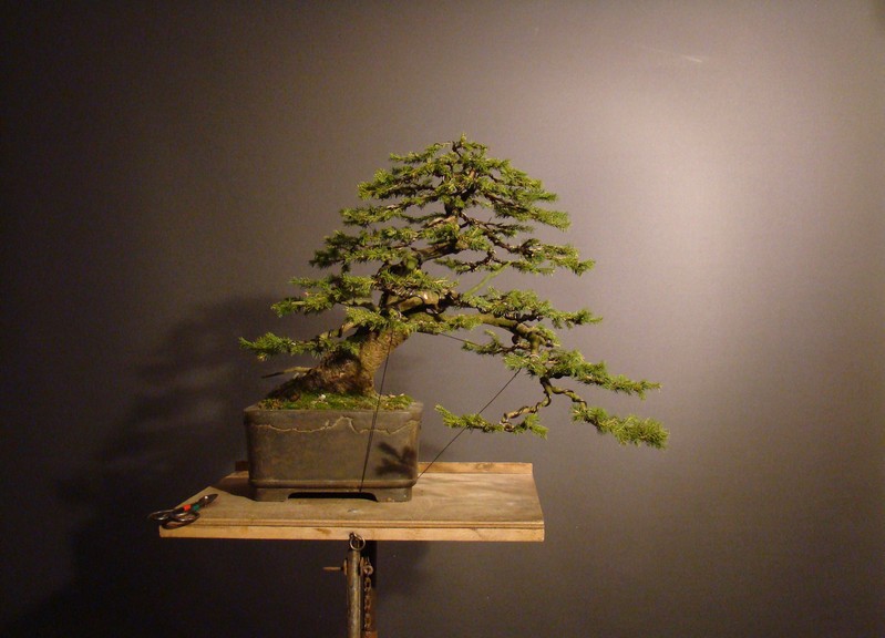 Picea abies 2002 - yamadori "LOGO" H_810