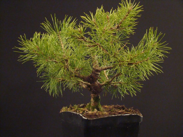 Pinus sylvestris 1998 Ib_110