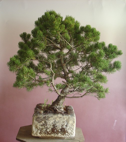 Pinus mugo 2006 Ib_111
