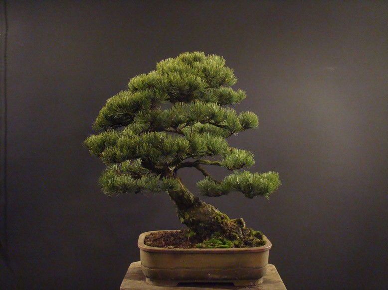 Pinus mugo 2004 Ib_112