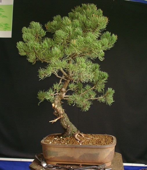 Pinus mugo 2006 Ib_211