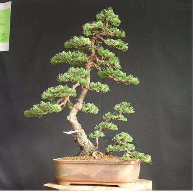 Pinus mugo 2006 Ib_411
