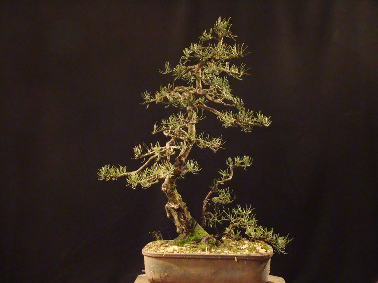 Pinus mugo 2006 Ib_511