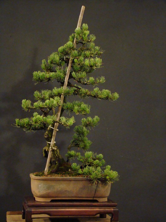 Pinus mugo 2006 Ib_611