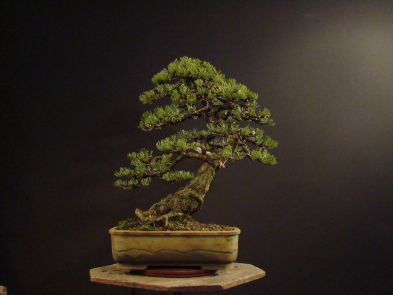 Pinus mugo 2004 Ib_612