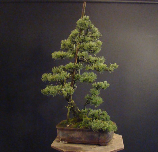 Pinus mugo 2006 Ib_711