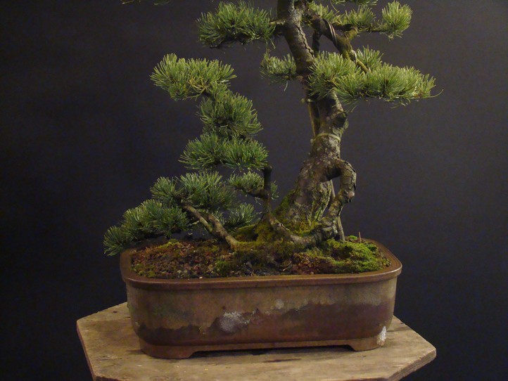 Pinus mugo 2006 Ib_810