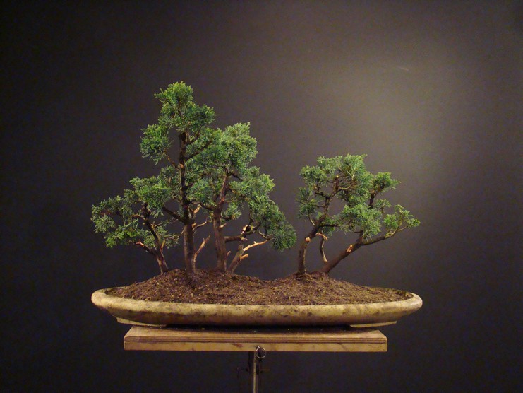 Seven junipers (2010) Ib_812