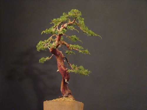 Juniperus chinensis "Itoigawa" - 2008 Itoiga11