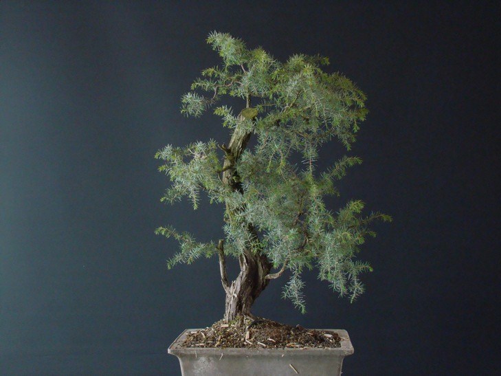 Juniperus communis II.- yamadori Iu_110