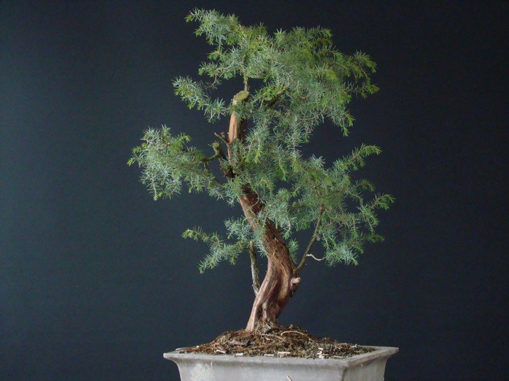 Juniperus communis II.- yamadori Iu_210